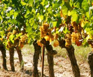 CHARDONNAY_bis-480x420