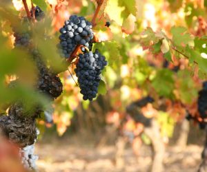 RAISIN-IMG_7253-1920px