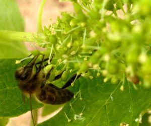 abeille-sur-fleur