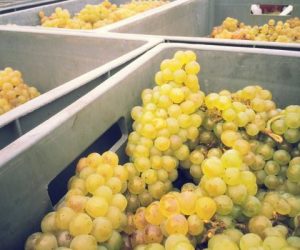 chardonnay4-1-480x420